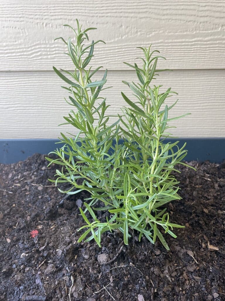 Stain Rosemary Plant for Rosemary Alternatives.